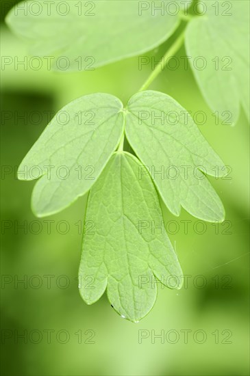 Yellow Meadow Rue (Thalictrum flavum)