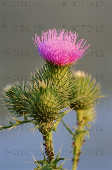 Spear Thistle (Cirsium vulgare)