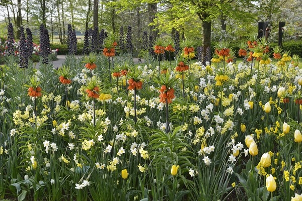 Daffodils (Narcissus hybrids) and Kaiser's crowns (Fritillaria imperialis) in Keukenhof