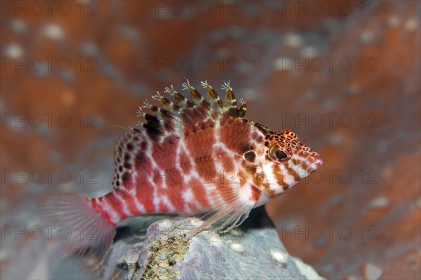 Coral Hawkfish (Cirrhitichthys oxycephalus)