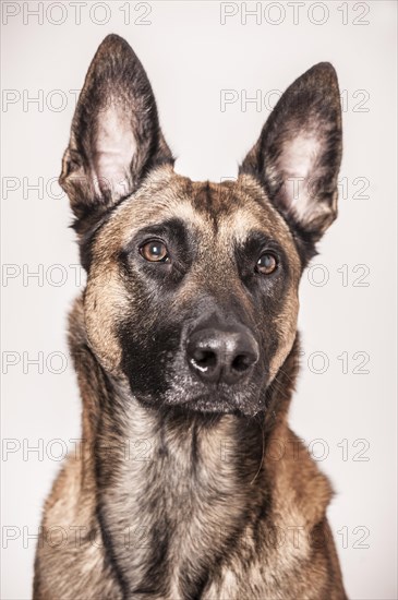 Malinois or Belgian Shepherd Dog