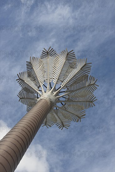 Nikau Palm