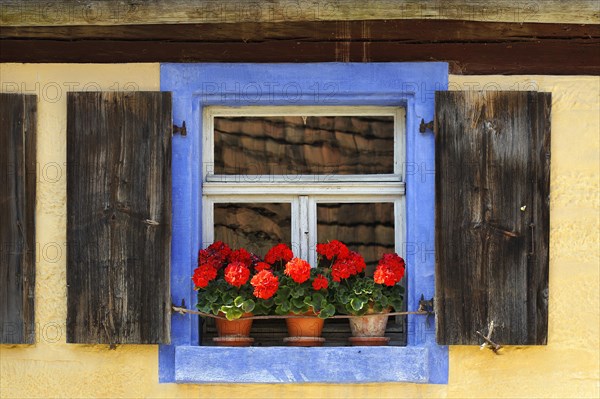 Window with flowering Geraniums (Pelargonium Zonal Hybrid) on the Hackerhaus building