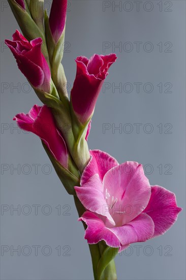 Gladiolus (Gladiolus sp.)