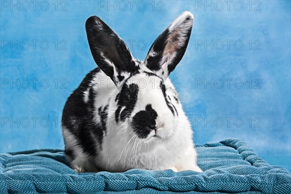 Black and white pinto rabbit