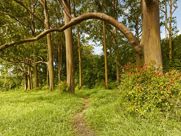 Eucalyptus forest