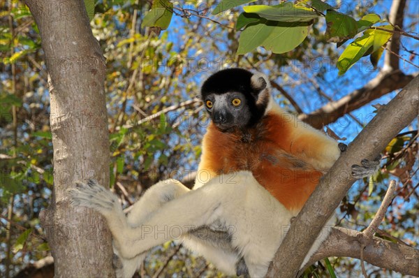 Crowned Sifaka (Propithecus coronatus) on a tree branch