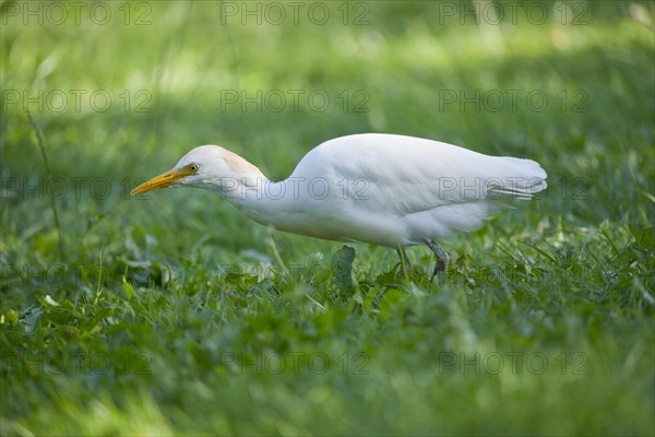 Cattle Egret (Bubulcus ibis) foraging