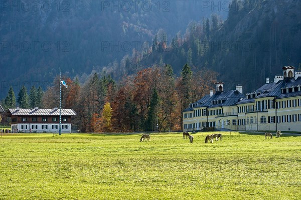 Horses on the pasture