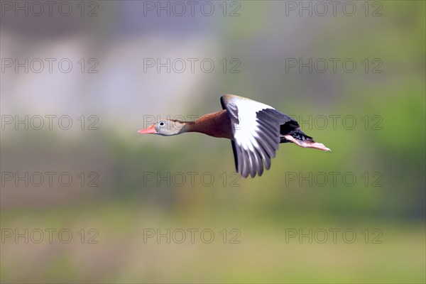Black-bellied Whistling Duck (Dendrocygna autumnalis)