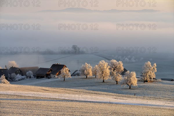 Wintry landscape in hoarfrost with farm and fruit trees