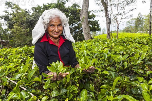 Tea picker