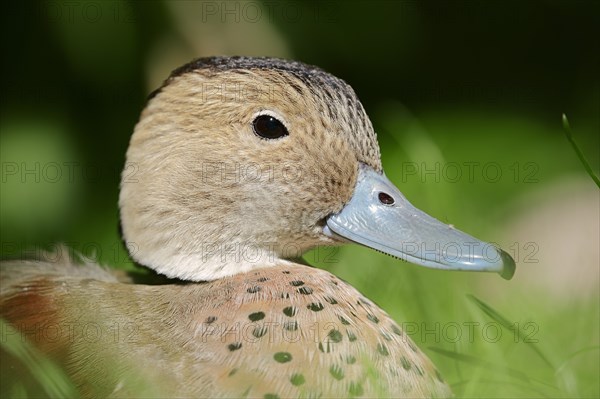 Ringed Teal (Callonetta leucophrys)