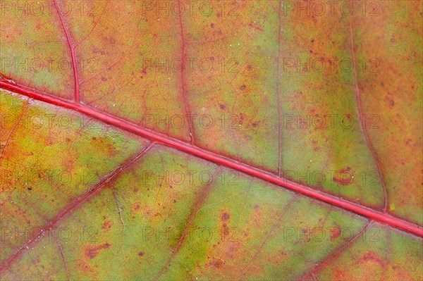 Northern Red Oak (Quercus rubra)