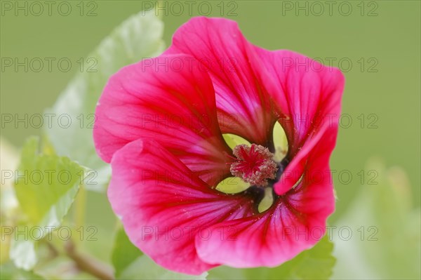 Annual Malope or Purple Spanish Mallow (Malope trifida)