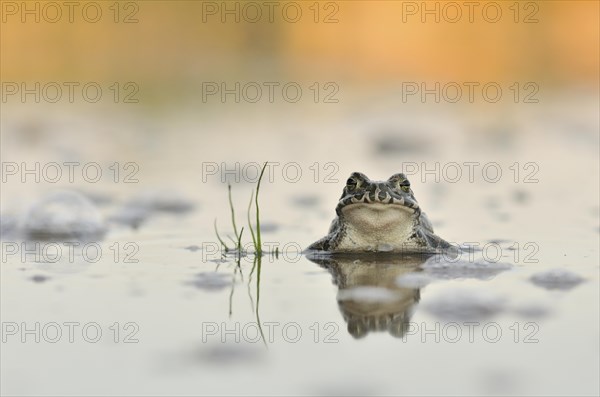 Green Toad (Bufo viridis complex) in an abandoned gravel pit