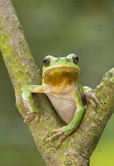 European Tree Frog (Hyla arborea) sitting in the fork of a tree