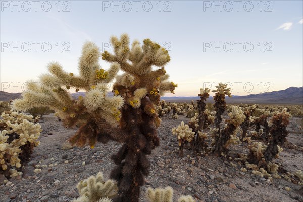 Cholla Cactus Garden