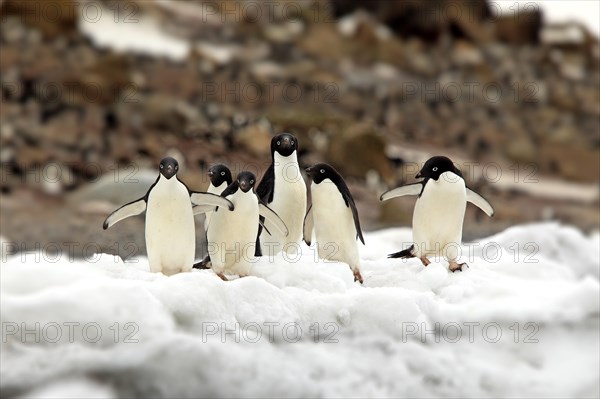 Adelie Penguins (Pygoscelis adeliae)