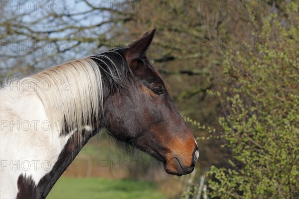 Trakehner