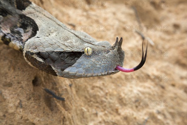 Gaboon Viper (Bitis gabonica)