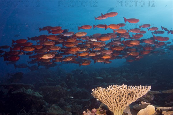 School of Lunar-tailed Bigeye or Moontail Bullseye (Priacanthus hamrur) in a coral reef