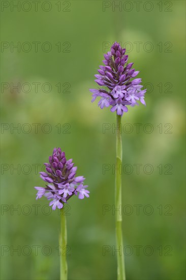 Pyramid Orchids (Anacamptis pyramidalis)