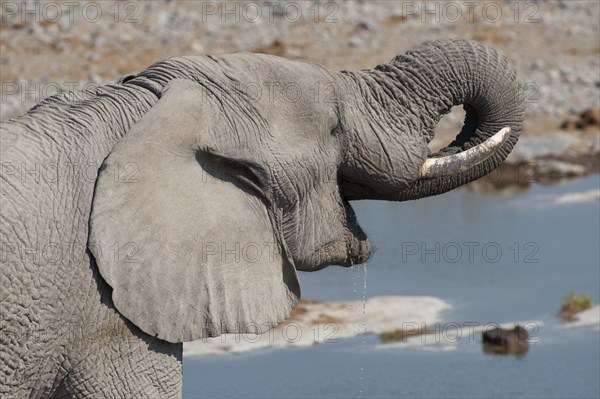 African Elephant (Loxodonta africana)