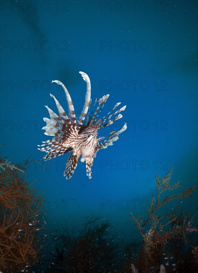 Red Lionfish (Pterois volitans)