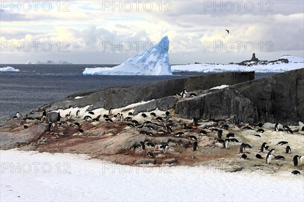 Penguin colony