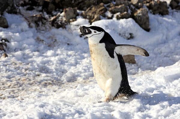 Chinstrap Penguin (Pygoscelis antarctica)