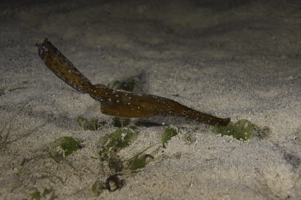 Robust Ghost Pipefish (Solenostomus cyanopterus)