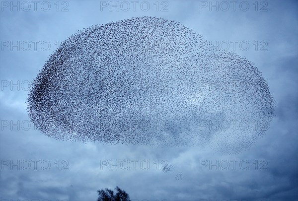 Starlings (Sturnus vulgaris)