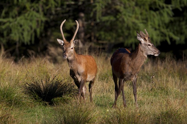 Red Deer (Cervus elaphus)