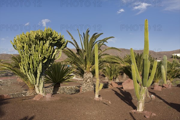 Cacti (Cactaceae) in Las Playitas