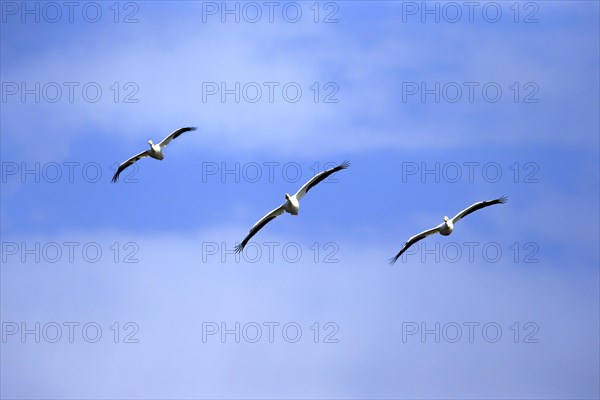 American White Pelican (Pelecanus erythrorhynchos)