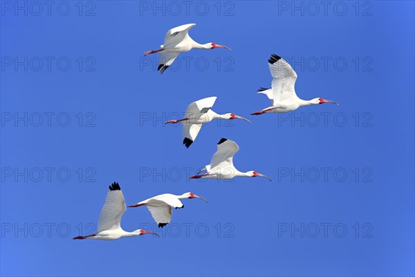 American White Ibis (Eudocimus albus)