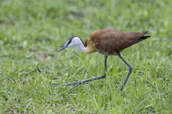 African Jacana (Actophilornis africanus)