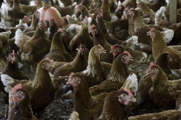 Chickens on a poultry farm