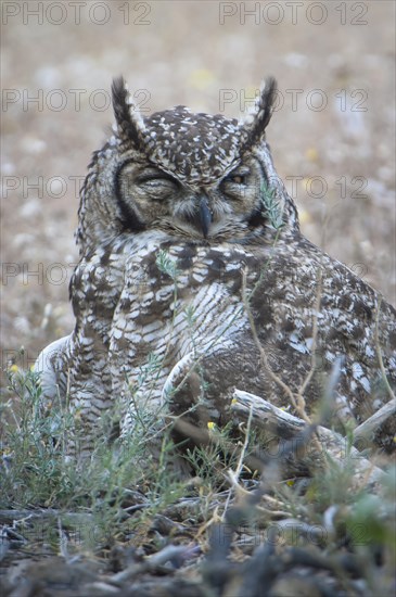 Spotted Eagle-Owl (Bubo africanus)