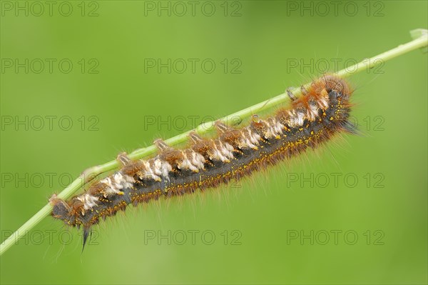 Caterpillar