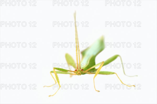 Walking Leaf (Phyllium philippinicum