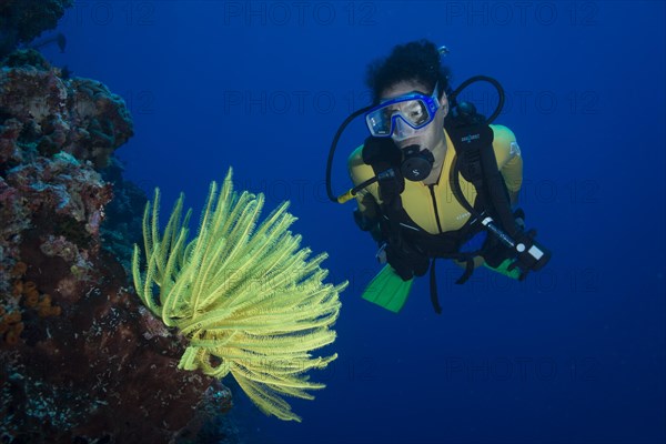 Scuba diver looking at a yellow Feather Star (Crinoidea)