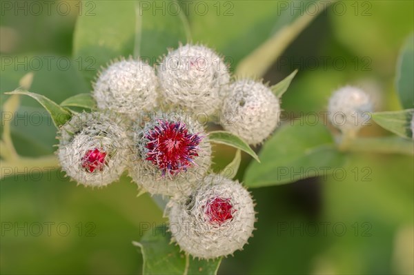 Downy Burdock (Arctium tomentosum)