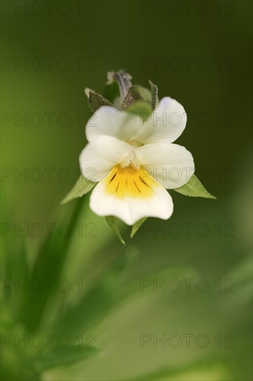 Field Pansy (Viola arvensis)