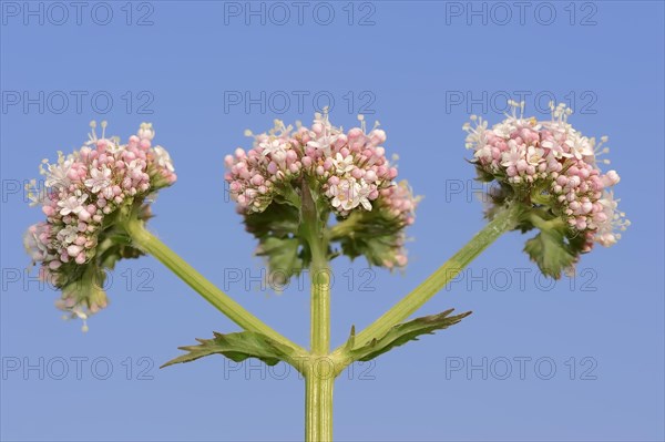 Valerian (Valeriana officinalis)