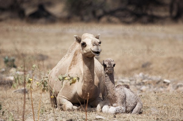 Dromedary (Camelus dromedarius) with young