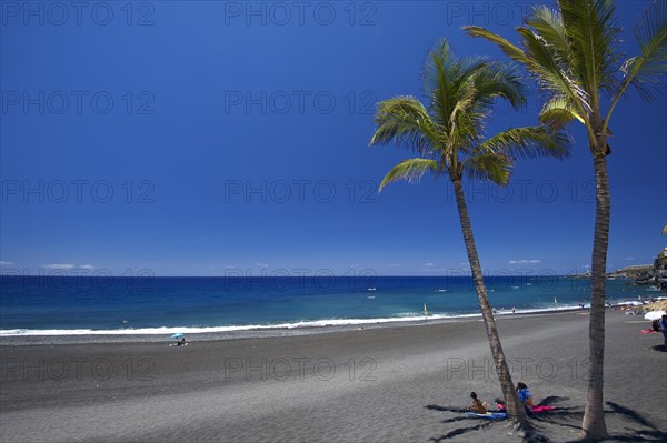 Palm trees on the beach