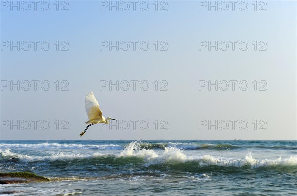 Flying Great Egret (Ardea alba)