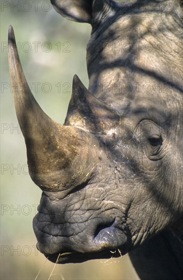 White Rhino (Ceratotherium simum)